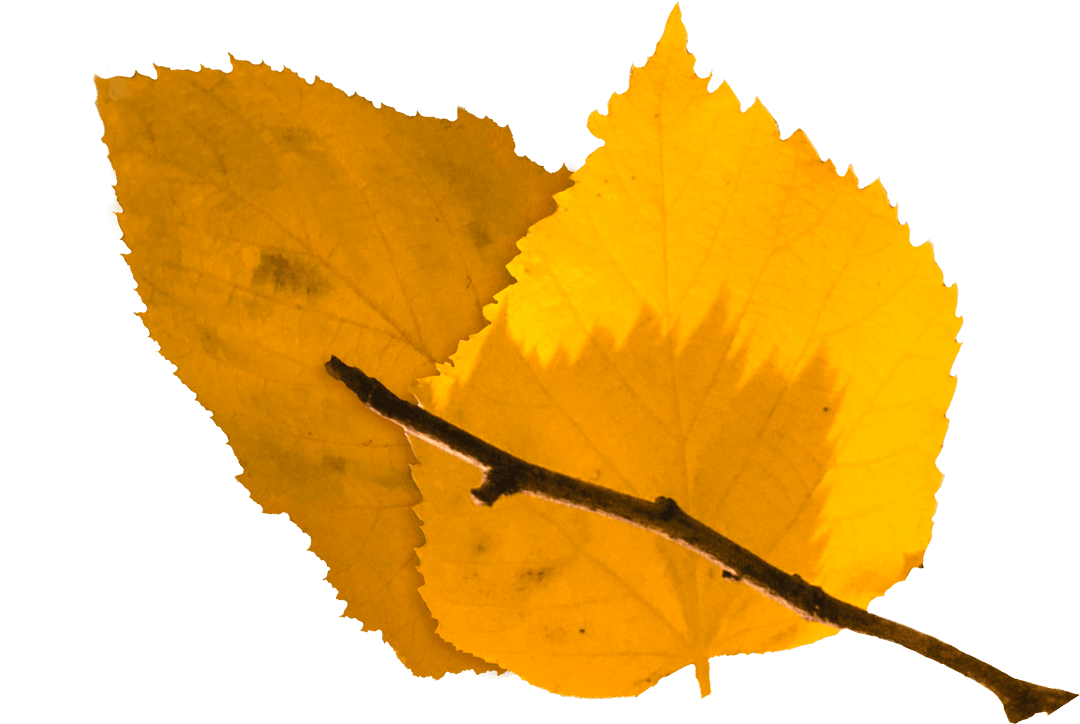 Autumn Yellow Leaves on Transparent Background