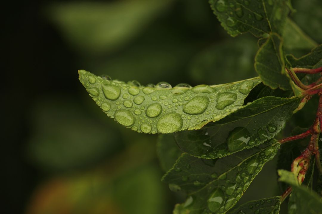 Close-Up of Leaf with Water Droplets after Rain - Free Images, Stock Photos and Pictures on Pikwizard.com
