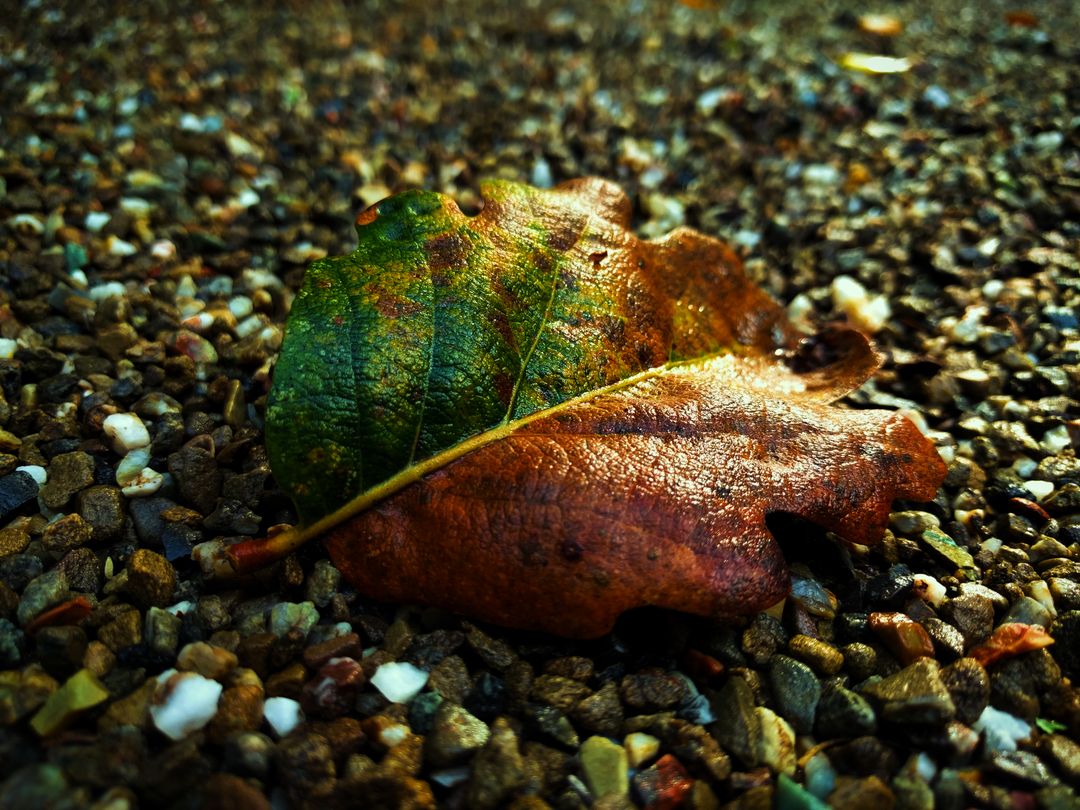 Close-up of Colorful Autumn Leaf on Pebbled Ground - Free Images, Stock Photos and Pictures on Pikwizard.com