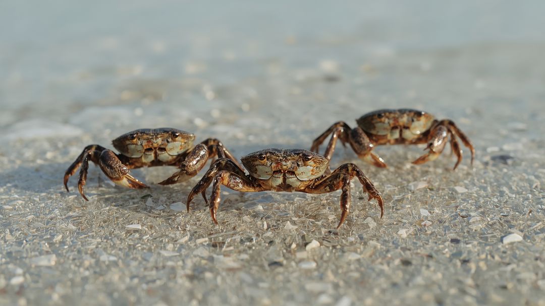 Three Shore Crabs Crawling on Sandy Beach with Shell Fragments