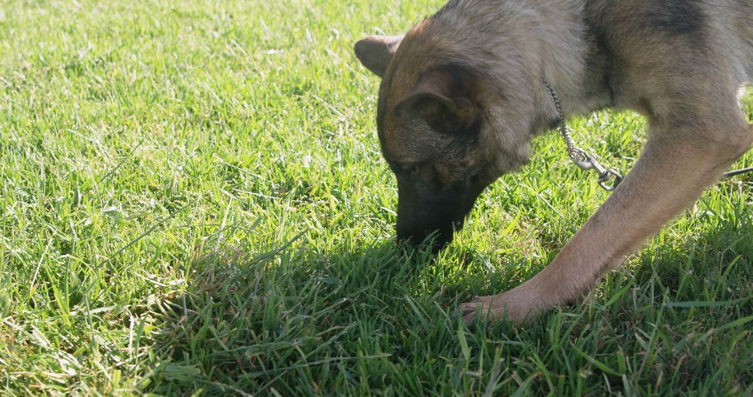 A German Shepherd sniffs the grass outdoors - Free Images, Stock Photos and Pictures on Pikwizard.com