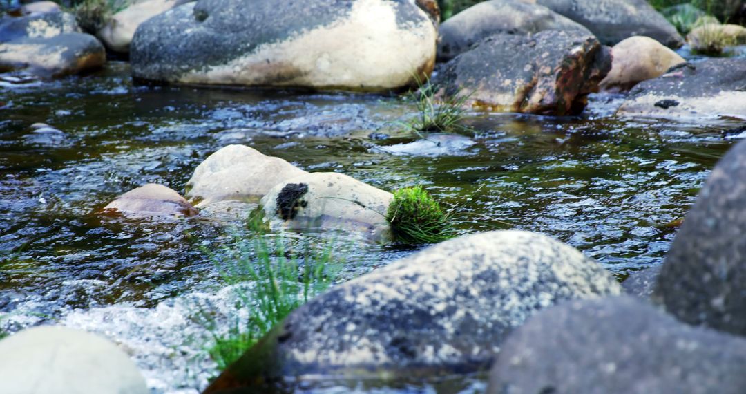 A serene stream flows through a forest, its clear waters revealing moss-covered stones. - Free Images, Stock Photos and Pictures on Pikwizard.com