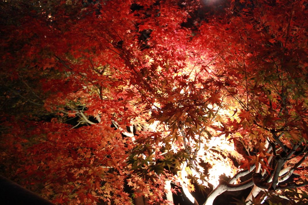 Japanese Maple Tree with Vibrant Red Autumn Foliage at Night - Free Images, Stock Photos and Pictures on Pikwizard.com