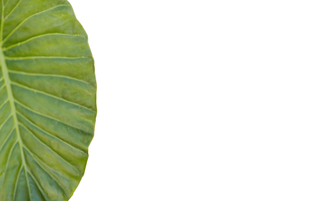Close-Up of Single Green Leaf with Transparent Background