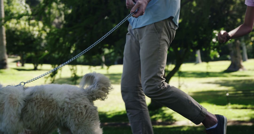 A person walks a fluffy dog on a leash in a lush park setting, with copy space - Free Images, Stock Photos and Pictures on Pikwizard.com