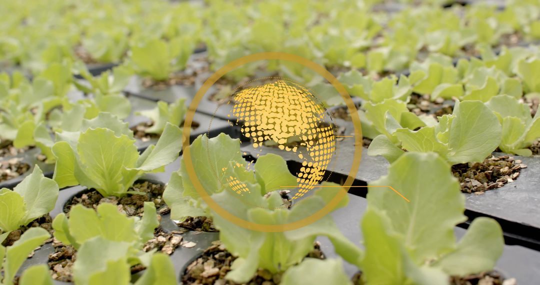 Digital Integration in Modern Greenhouse Horticulture