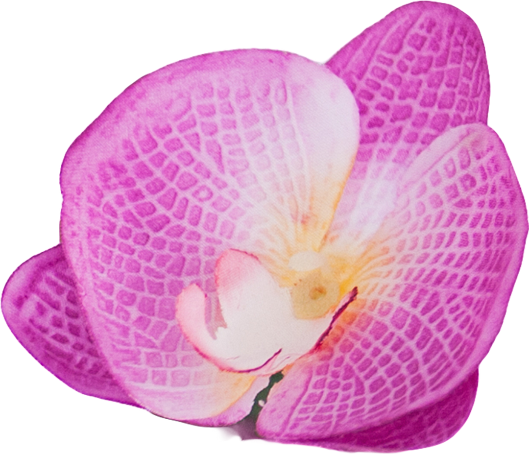 Close-Up Transparent Watercolor Pink Orchid Flower on White Background - Download Free Stock Images Pikwizard.com