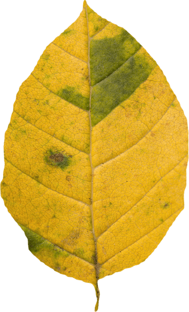 Single Yellow Leaf with Green Patches Transparent Background