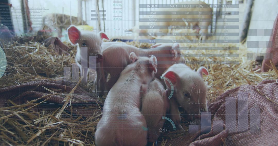 Futuristic Agriculture: Data Processing in Pig Farming