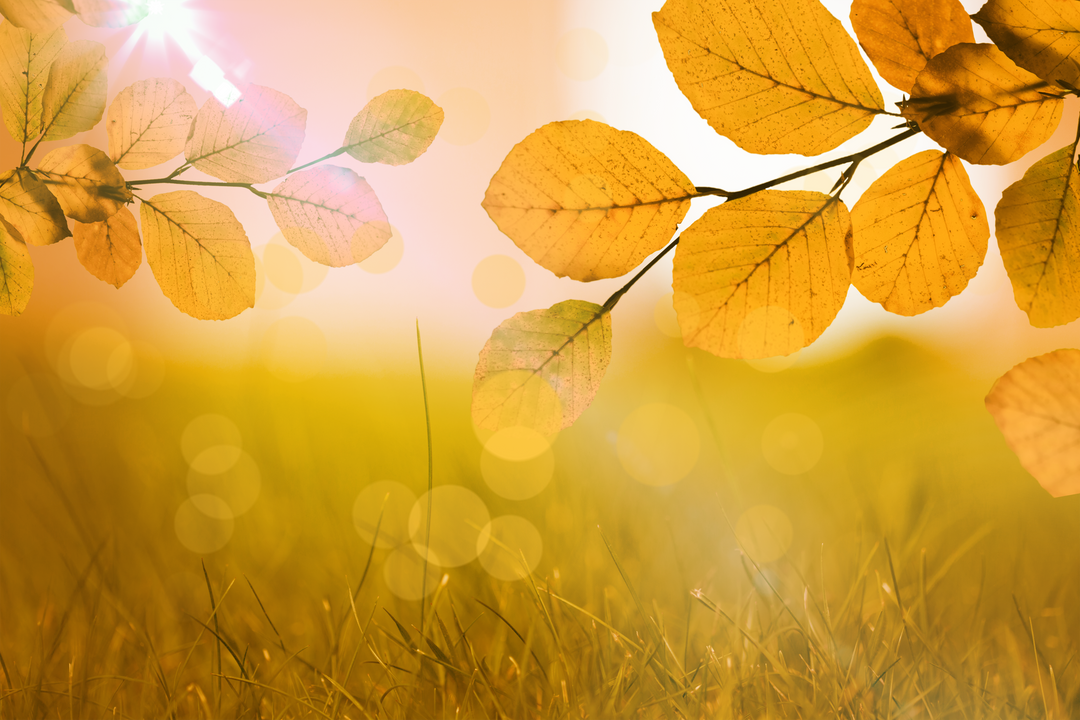 Transparent Autumn Yellow Leaves with Bokeh Effects Wellness Nature Background - Download Free Stock Images Pikwizard.com