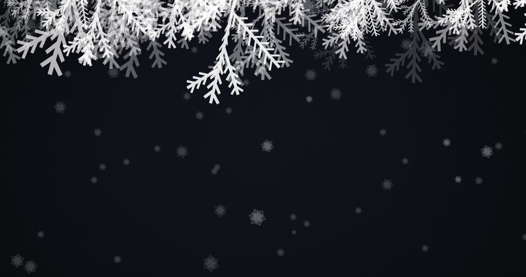 Snow-Covered Fir Branches on Dark Background Celebrating Winter