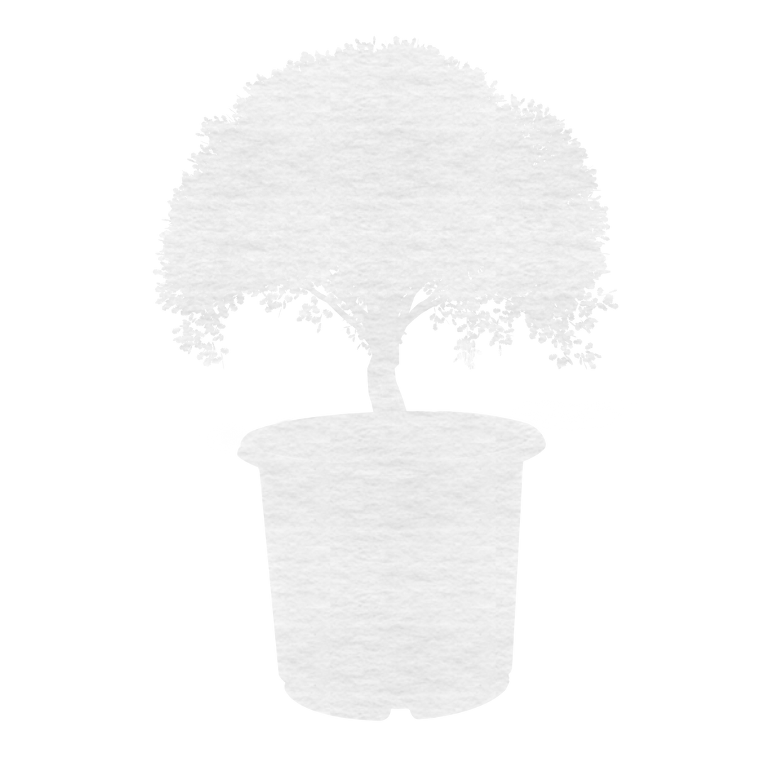 Illustration of Plant in Pot with Copy Space on Transparent Background - Download Free Stock Images Pikwizard.com