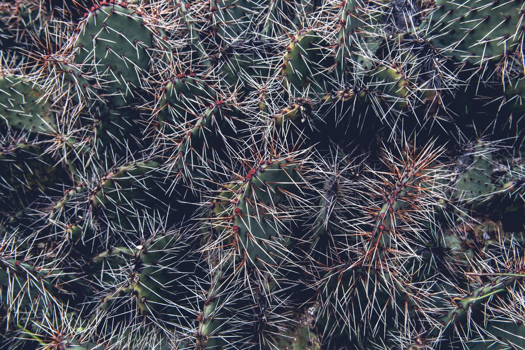Close-Up View of Thorny Cactus Texture Detail - Free Images, Stock Photos and Pictures on Pikwizard.com