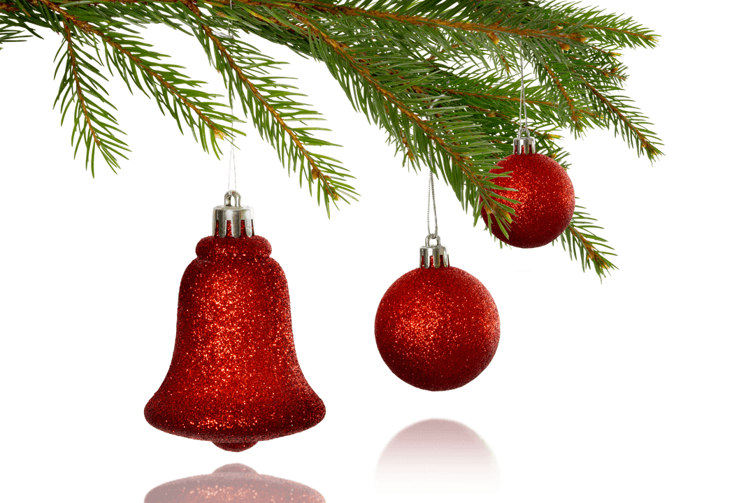 Red Christmas Ornaments Hanging on Pine Branches Clear Background