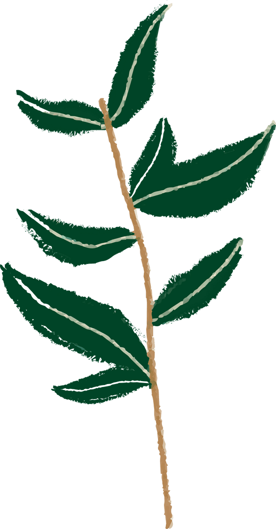 Minimalistic Botanical Green Leaves on Transparent Background