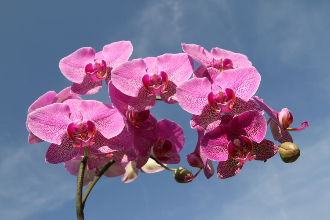 Pink Orchids Blooming Against Clear Blue Sky - Free Images, Stock Photos and Pictures on Pikwizard.com