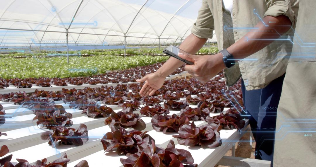 Tech Innovator Utilizing Smartphone for Hydroponic Lettuce Inspection