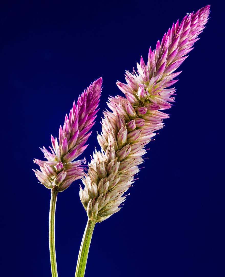 Close-up of Purple-Pink Feather Grass Against Deep Blue Background - Free Images, Stock Photos and Pictures on Pikwizard.com