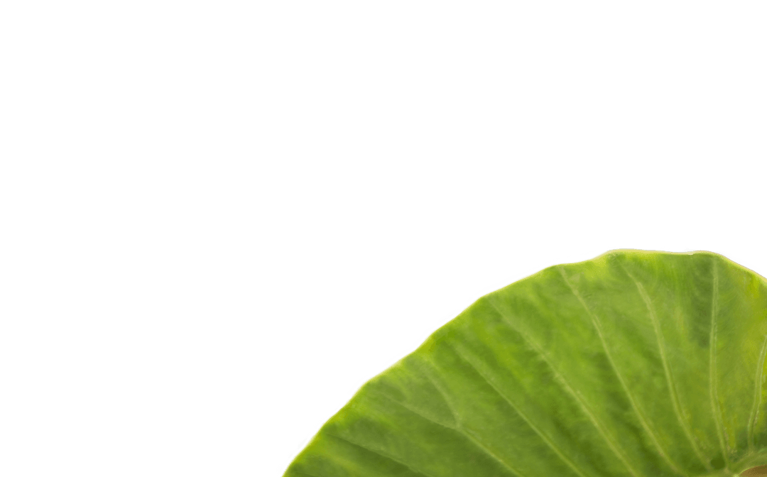 Isolated Green Leaf on Transparent Background