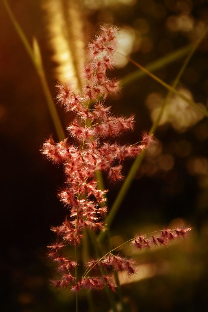 Close-Up of Fluffy Pink Grass Flower at Sunset with Bokeh Background - Free Images, Stock Photos and Pictures on Pikwizard.com