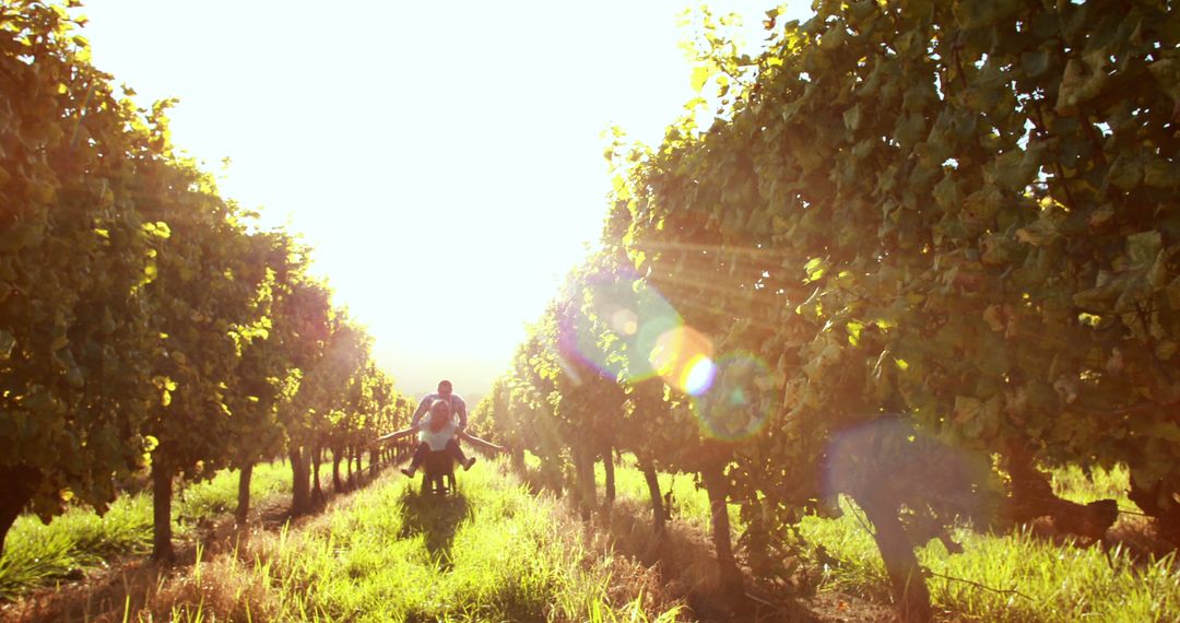 Harvest Workers in Sunlit Vineyard Carrying Baskets of Grapes - Free Images, Stock Photos and Pictures on Pikwizard.com