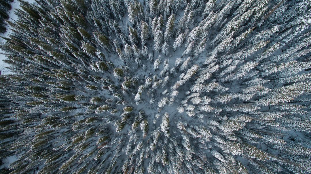 Aerial View of Snow Covered Forest in Winter - Free Images, Stock Photos and Pictures on Pikwizard.com
