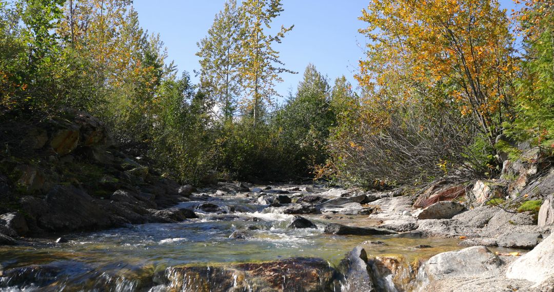 Scenic Forest Stream in Autumn with Flowing Water and Colorful Trees - Free Images, Stock Photos and Pictures on Pikwizard.com