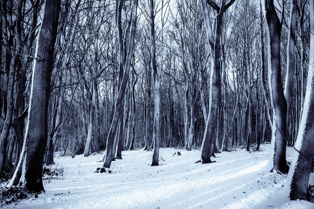Tranquil Winter Forest with Snow-Covered Ground - Free Images, Stock Photos and Pictures on Pikwizard.com