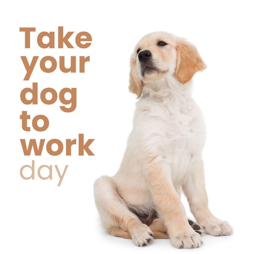 Golden Retriever Puppy and 'Take Your Dog to Work Day' Text on White Background