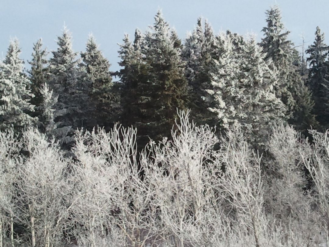 Snow-Covered Trees in Frosty Forest with Clear Sky - Free Images, Stock Photos and Pictures on Pikwizard.com