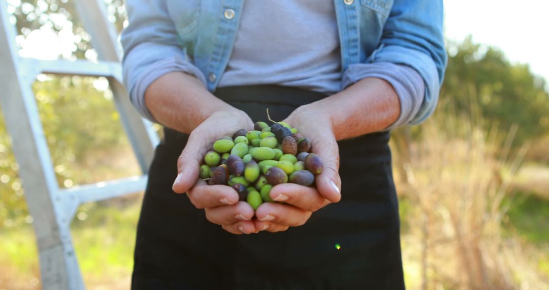 Farmer Holding Freshly Harvested Olives in Hands - Free Images, Stock Photos and Pictures on Pikwizard.com