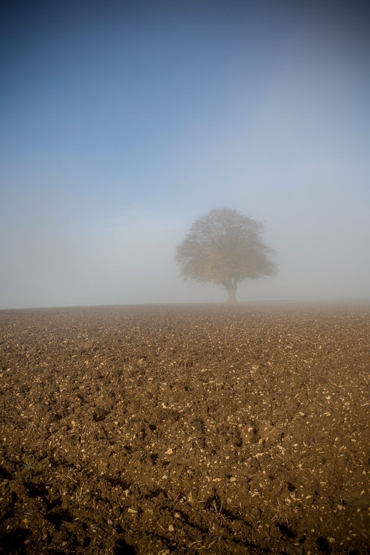 Lone Tree in Foggy Field during Morning Mist - Free Images, Stock Photos and Pictures on Pikwizard.com