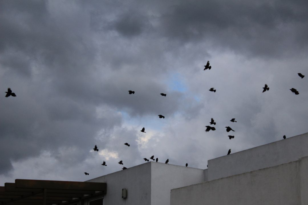Flock of Birds Flying under Dark Cloudy Sky over Buildings - Free Images, Stock Photos and Pictures on Pikwizard.com