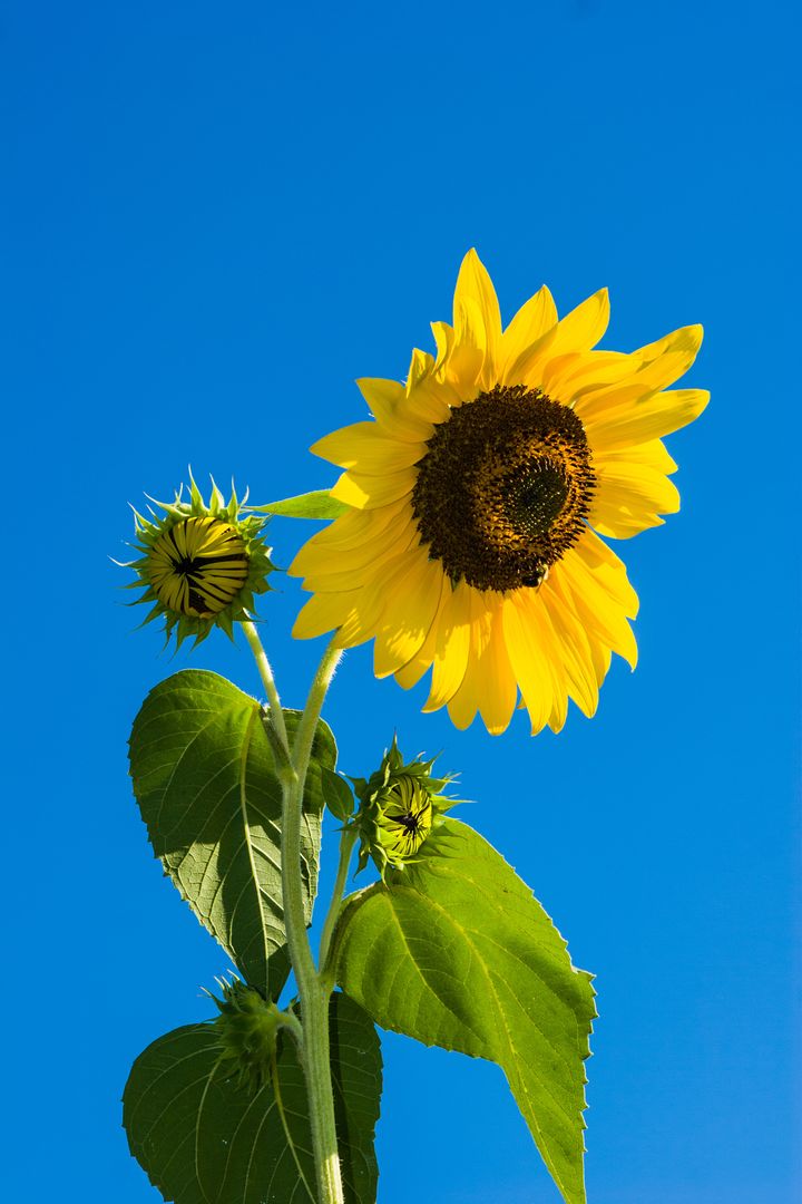Sunflower Under Blue Sky during Daytime - Free Images, Stock Photos and Pictures on Pikwizard.com