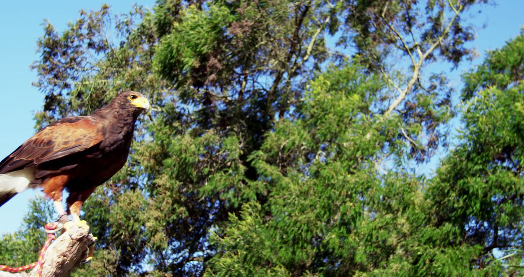 A Harris's hawk exudes avian grace and predatory prowess atop a tree against a clear sky. - Free Images, Stock Photos and Pictures on Pikwizard.com