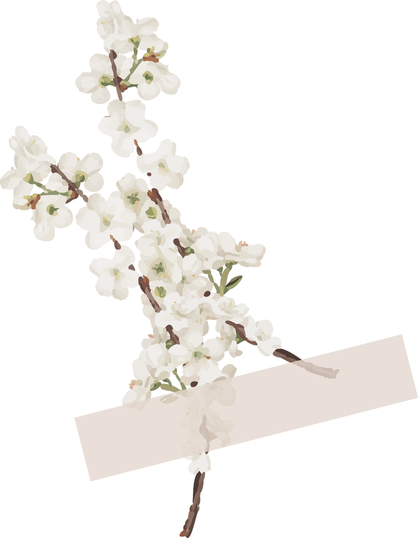 Elegant White Blossom Branch with Beige Label on Transparent