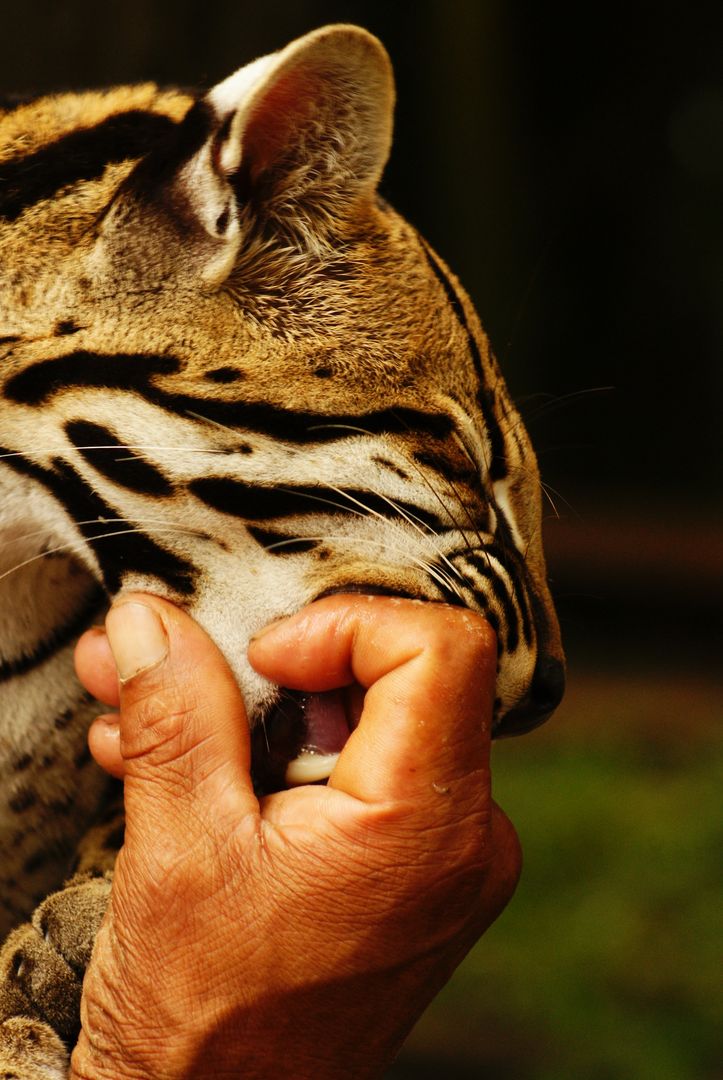 Person's hand personally interacting with ocelot, close-up - Free Images, Stock Photos and Pictures on Pikwizard.com