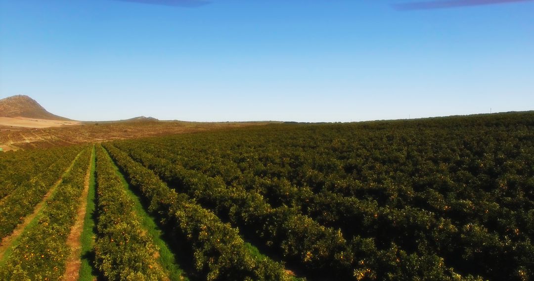 Expansive Orange Grove Under Clear Blue Sky