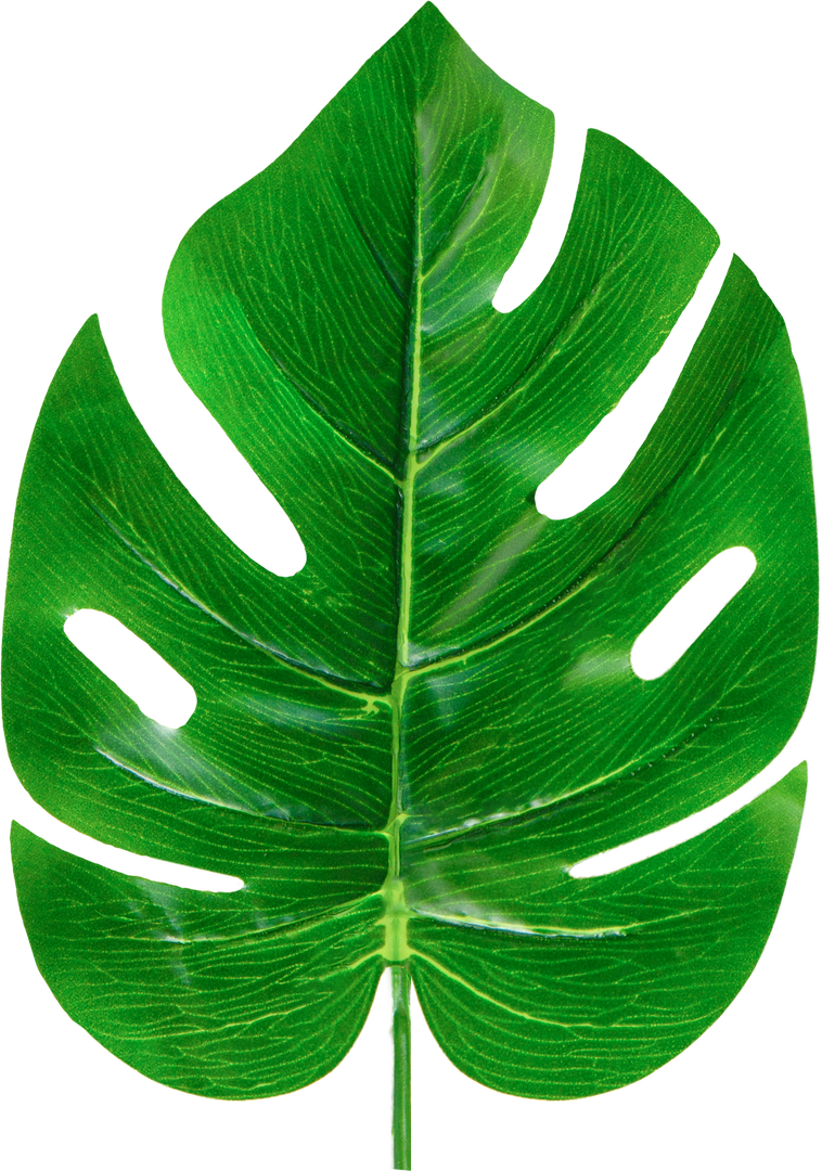 Lush Green Monstera Leaf on Transparent Background with Isolated Bien Feel - Download Free Stock Images Pikwizard.com