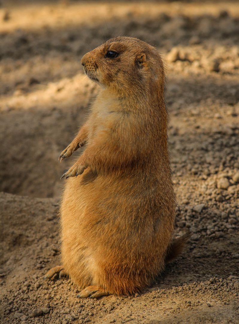 Close-Up of Prairie Dog Standing on Sandy Ground - Free Images, Stock Photos and Pictures on Pikwizard.com