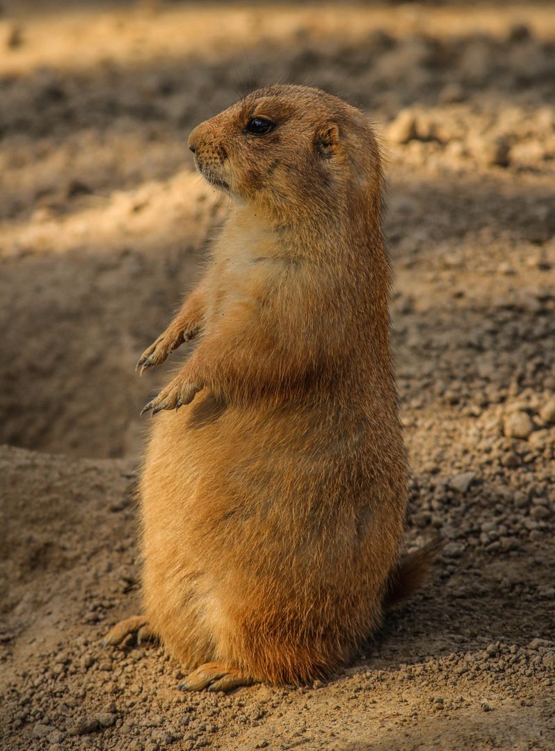 Brown 4 Legged Mammal Standing on Gray Sand during Daytime - Free Images, Stock Photos and Pictures on Pikwizard.com