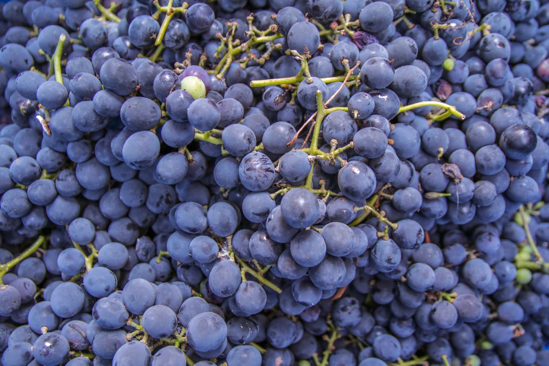 Close-Up of Fresh Blue Grapes in Abundance - Free Images, Stock Photos and Pictures on Pikwizard.com