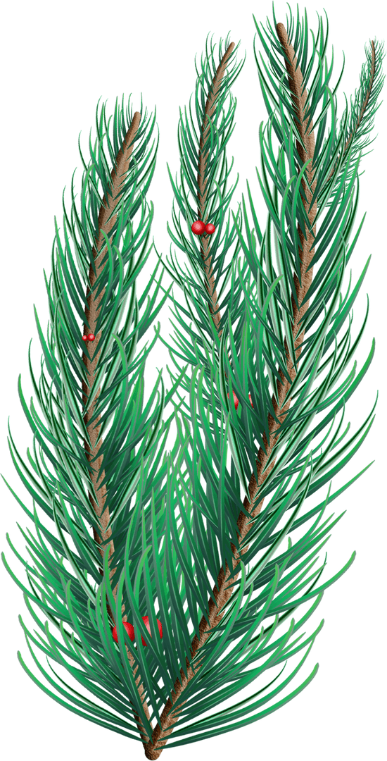 Festive Transparent Pine Branch with Red Berries