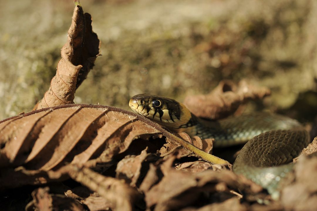 Snake Hidden Among Dry Leaves in Sunlight - Free Images, Stock Photos and Pictures on Pikwizard.com