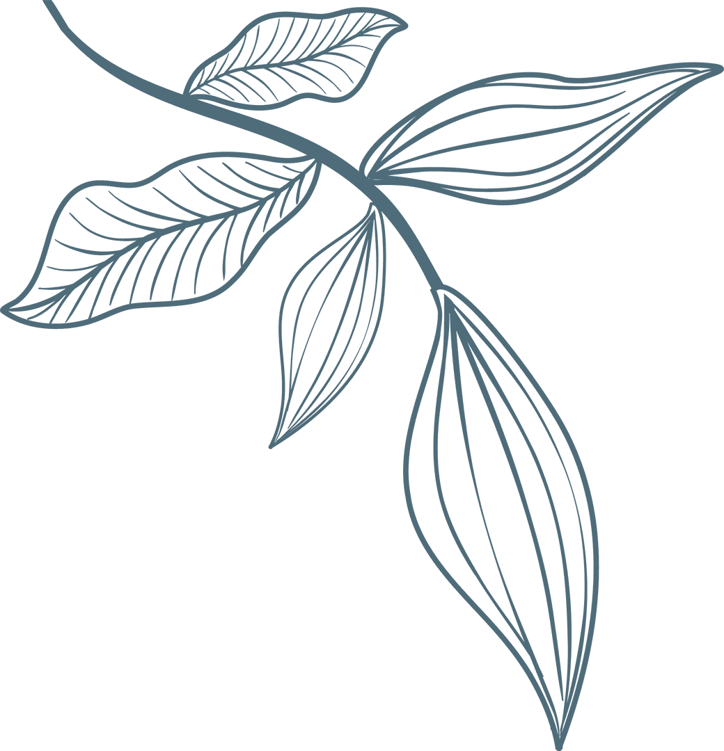 Transparent Line Art of Branch and Leaves in Monochromatic Style