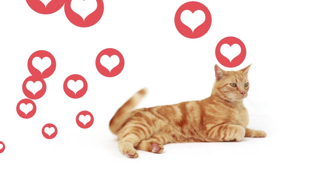 Ginger Cat with Floating Hearts on White Background