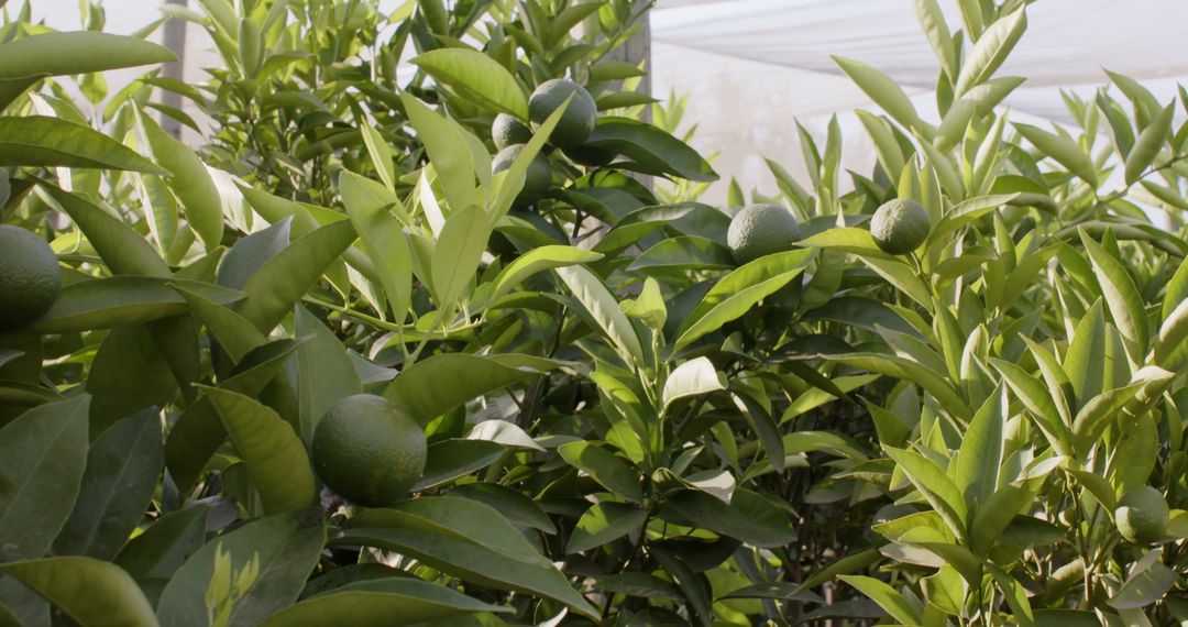 Shade-Grown Citrus Orchard with Unripe Fruits and Lush Foliage