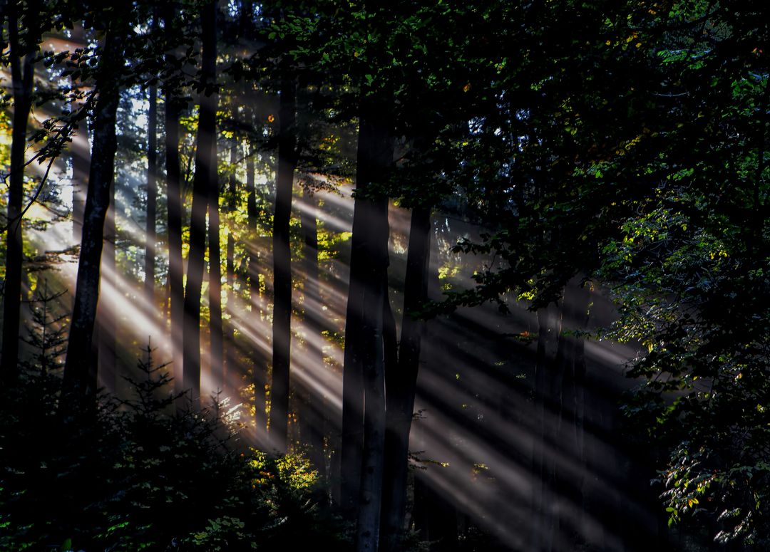 Sunlight Streaming Through Forest Trees at Dawn