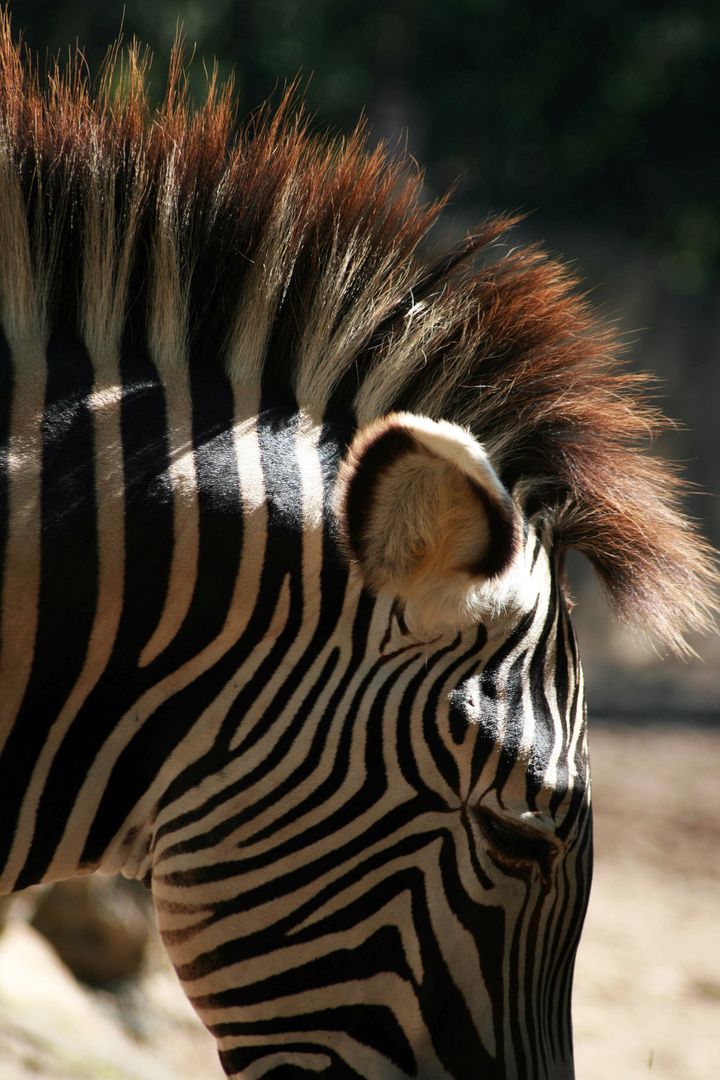 Close-Up of Zebra's Mane Highlighted
