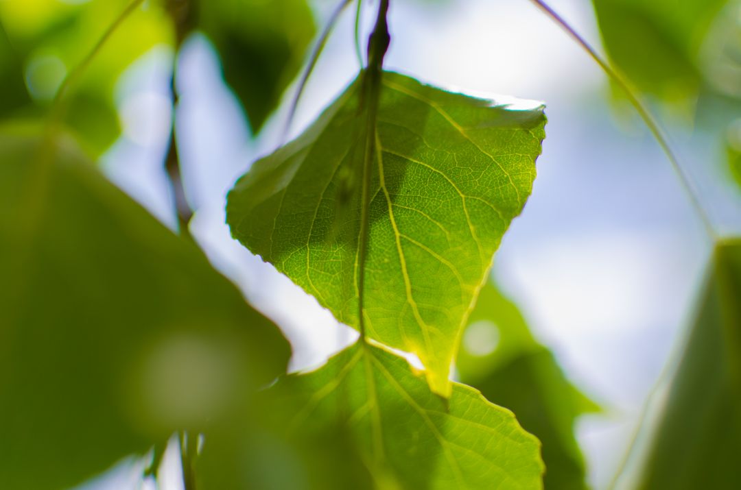 Close-Up of Bright Green Leaf in Sunlight - Free Images, Stock Photos and Pictures on Pikwizard.com